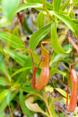 Nepenthes, Coupes des Singes