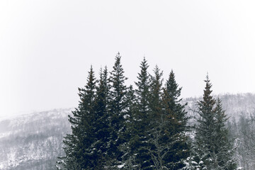 Kleine Nadelbaumgruppe in einer herrlichen Winterlandschaft