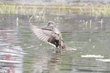 Ente putzt sich im Weiher