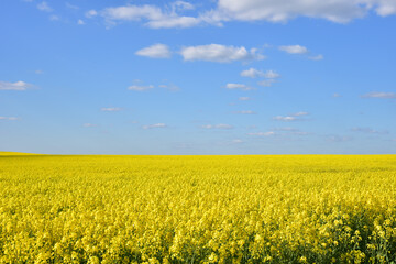 Obraz premium Countryside with yellow oilseed rape field on blue sky background.