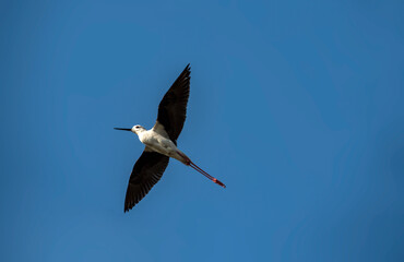  black-winged stilt on the background of the sky
