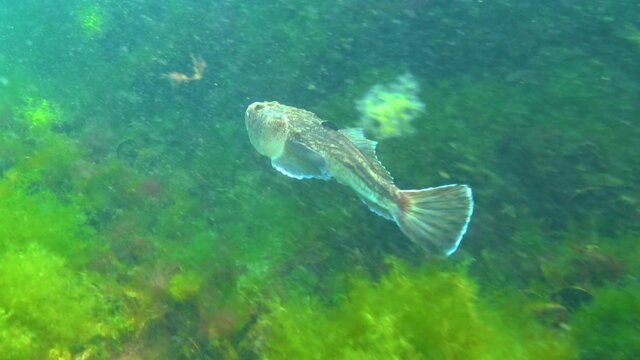 The Atlantic stargazer (Uranoscopus scaber), dangerous poisonous fish of the Black Sea.