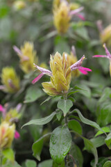 Fototapeta premium Plante crevette, Justicia brandegeeana 'Red Pinecone'