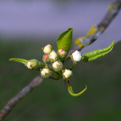 Apfelbaumblüten