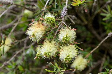 Rince bouteille, Alpine Bottlebrush, Callistemon pityoides