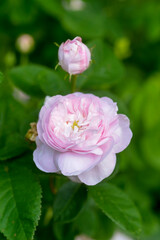 Fototapeta premium Rosier, Rose, Rosa'Cuisse de Nymphe émue'