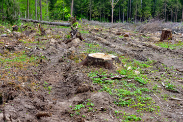 Fototapeta premium Felled spruces trees in forest. Deforestation and Illegal Logging, international trade in illegal timber. Stump of the felled living tree in the forest. The problem of ecological disaster of nature