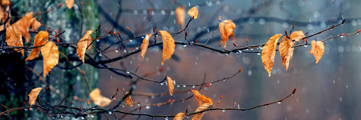 There is wet snow in the forest. Tree branch with withered leaves in the autumn forest during the...