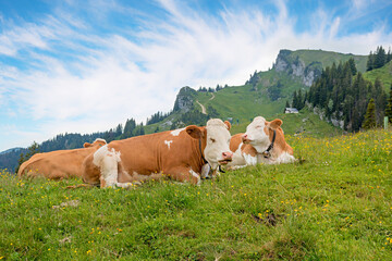 Fototapeta na wymiar two funny cows, at alpine meadow, Brauneck mountain. blue sky with cirrus clouds