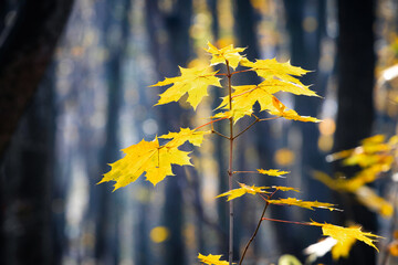 Fototapeta na wymiar Maple branch with yellow leaves in a dark autumn forest on a sunny day
