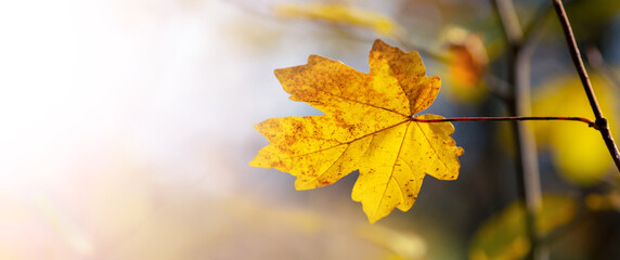 Fototapeta premium Yellow maple leaf close up in the forest in sunny weather on a blurred background