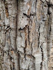 texture bark skin