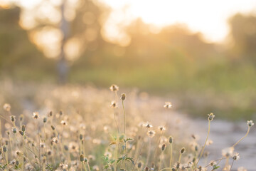 This is the grass flowers and light.