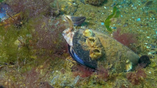 The tentacled blenny (Parablennius tentacularis), male in a mussel shell on a nest with eggs, Black Sea.