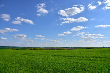View of a green field in the countryside against a blue sky with clouds. Agriculture and farming concept.