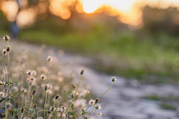 This is the grass flowers and light.