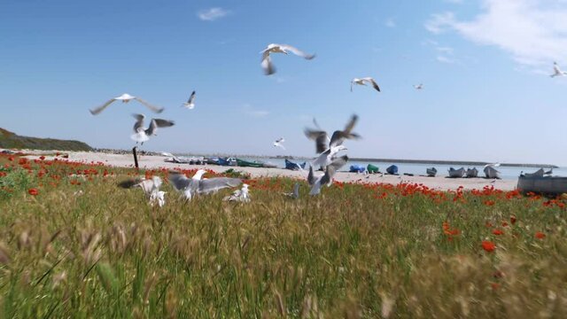 Seagulls birds in slow motion in the poppy field on the beach. Seaside with old and colorful fishing boats. Birds flying in slow motion on the seashore near old wooden fishing boats. Sea side shore.