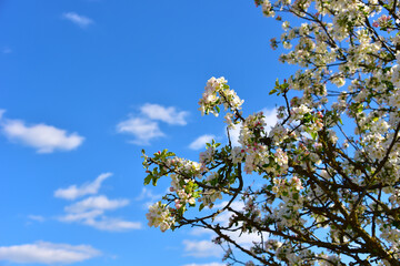 Beautiful blossoms of blooming apple tree in springtime. White and pink colors of flowers of apple tree in spring park.