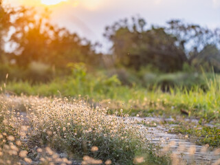 Obraz premium This is the grass flowers and light.