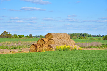 Hay in rolls on the field is stored in the open. Harvesting dry grass for agriculture or farmer....