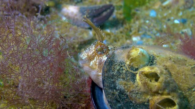 The tentacled blenny (Parablennius tentacularis), male in a mussel shell on a nest with eggs, Black Sea.