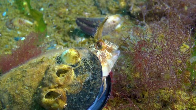The tentacled blenny (Parablennius tentacularis), male in a mussel shell on a nest with eggs, Black Sea.