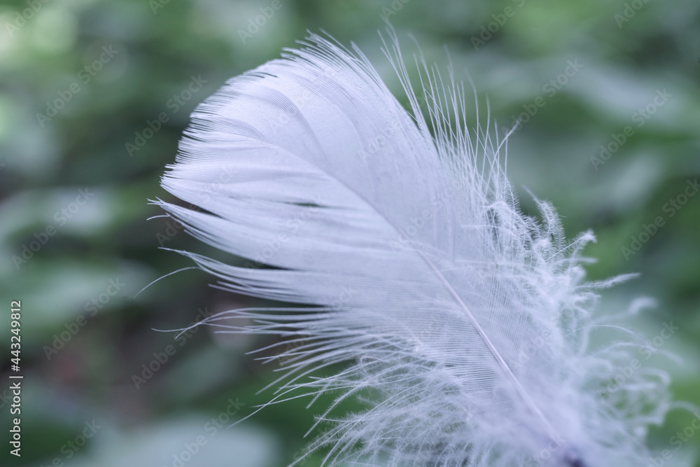 Poster Close up Beautiful one Bird feather on a bokeh.  Pattern background for design texture.