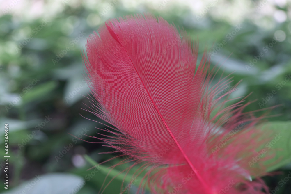 Poster Close up Beautiful one Bird feather on a bokeh.  Pattern background for design texture.