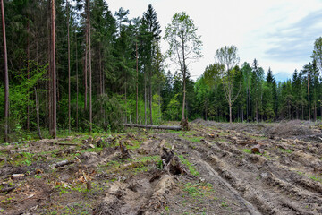 Felled spruces trees in forest. Deforestation and Illegal Logging, international trade in illegal timber. Stump of the felled living tree in the forest. The problem of ecological disaster of nature