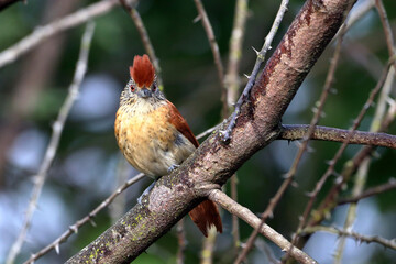 female of Caatinga Antshrike (Thamnophilus capistratus) perched on a branch