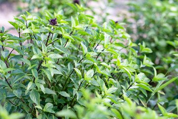Obraz premium This is the green plant.