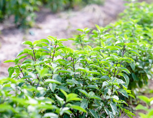 This is the green plant.