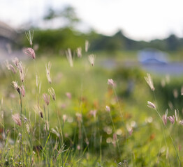 Fototapeta premium This is the grass flowers and light. 