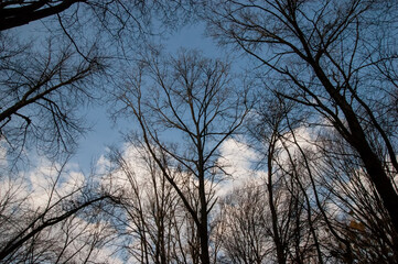 dark silhouettes of trees against the sky