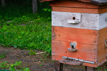 Orange hive. Ecological forest apiary in Ukraine. Copy space.