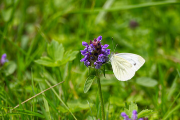 Green-veined white butterfly (pieris napi) perched on purple flower in Zurich, Switzerland.