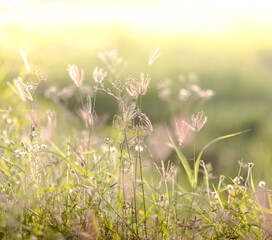 This is the grass flowers and light. 