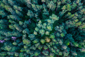 view from the drone on the forest in the middle of summer 
