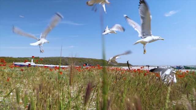 Seagulls birds in slow motion in the poppy field on the beach. Seaside with old and colorful fishing boats. Birds flying in slow motion on the seashore near old wooden fishing boats. Sea side shore.
