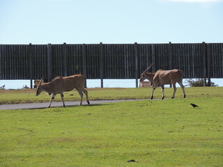 herd of cows