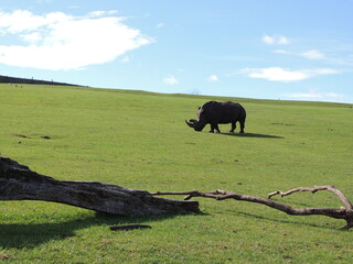 rhino © Adam