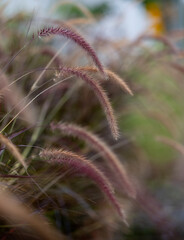 This is the grass flowers.