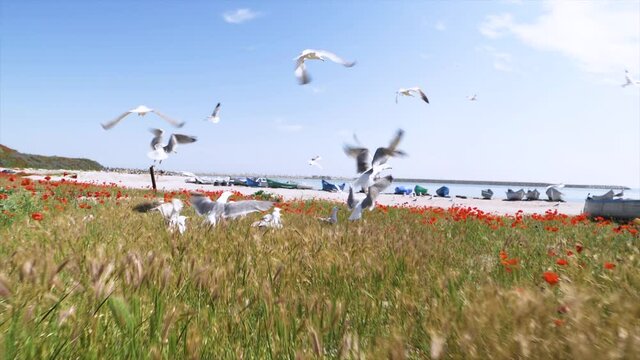 Seagulls birds in slow motion in the poppy field on the beach. Seaside with old and colorful fishing boats. Birds flying in slow motion on the seashore near old wooden fishing boats. Sea side shore.