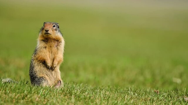 At the first ray of spring sunlight, a Columbian ground squirrel (Urocitellus columbianus) in E. C. Manning park, British Columbia, Canada looking out of the entrance of its burrow after a long winter