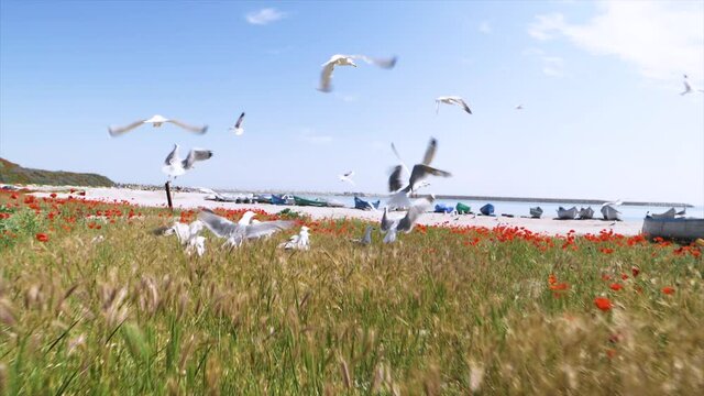 Seagulls birds in slow motion in the poppy field on the beach. Seaside with old and colorful fishing boats. Birds flying in slow motion on the seashore near old wooden fishing boats. Sea side shore.