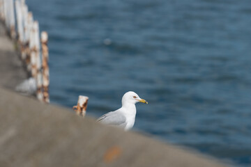 seagull on the pier