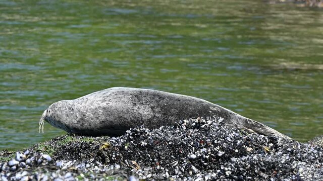 Harbor (or Harbour) Seal (Phoca Vitulina), Also Known As The Common Seal, Lying On A Rock With Some Purple Sea Star, At Whytecliff Park Which Is The First Marine Protected Area In Canada