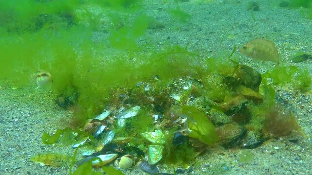 The grey wrasse (Symphodus cinereus), male guards algae nest with fish eggs, Black Sea.