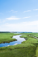Mert lake located in Igneada, Kirklare. Longoz forests, reeds and lake. The pathway to the lake. Turkey's natural wonder places. Vertical photo, copy for text, copy space.