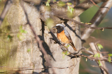 Gartenrotschwanz (Phoenicurus phoenicurus) Männchen in der Oberlausitz